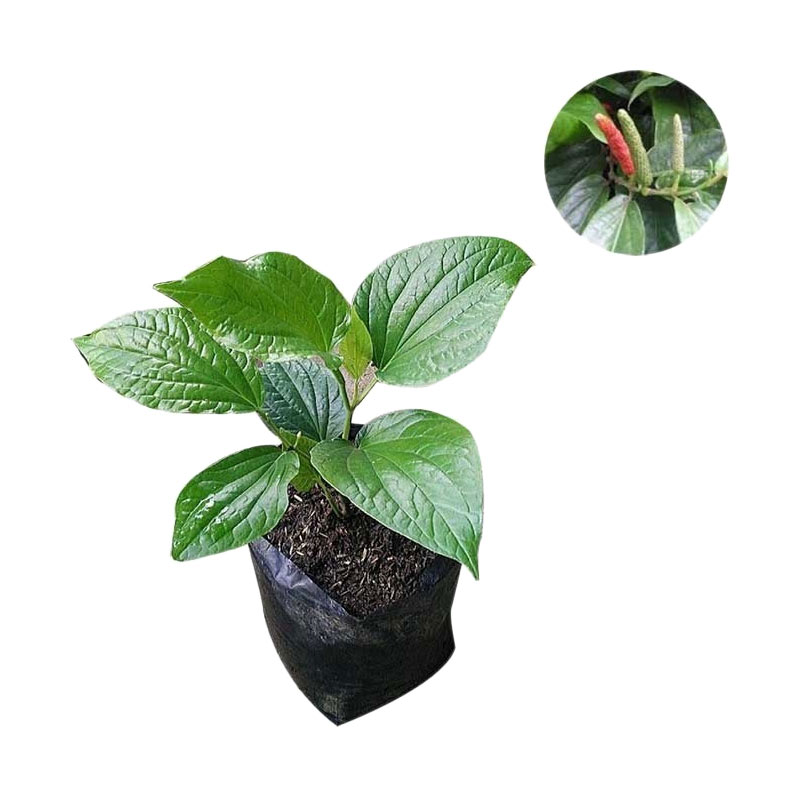 Jual Bibit Tanaman Murah Cabe Jawa (Pulau Jawa) Online