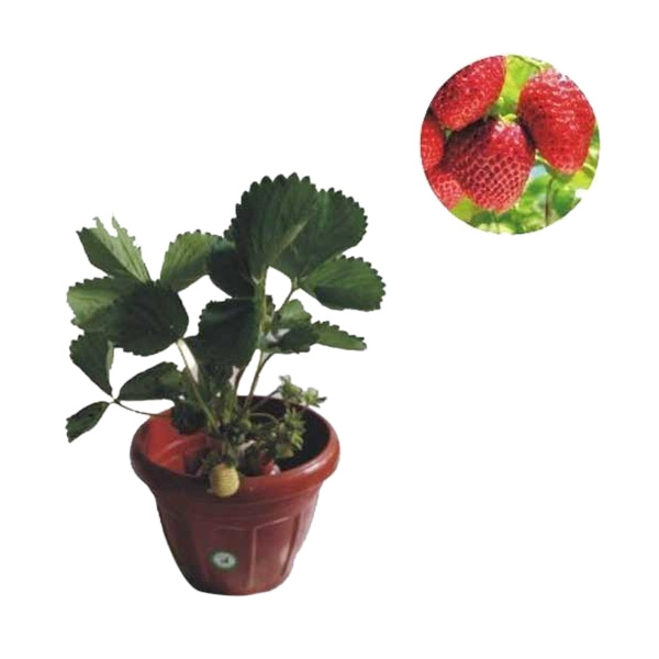 jual bibit tanaman murah strawberry pulau jawa jual bibit tanaman murah strawberry pulau jawa