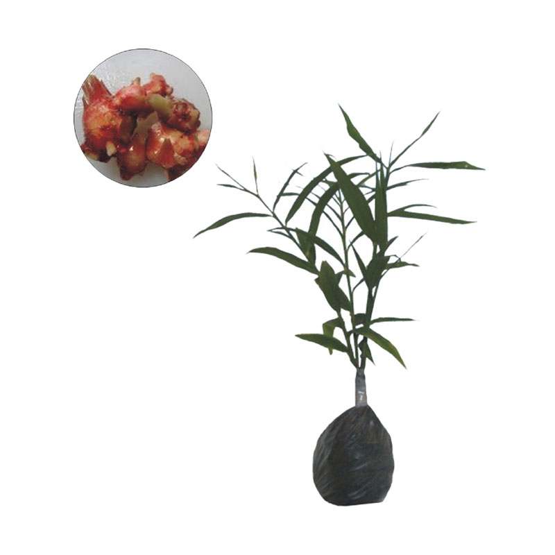 Gambar Tanaman Jahe Merah - Jual tanaman herbal jahe hitam di lapak