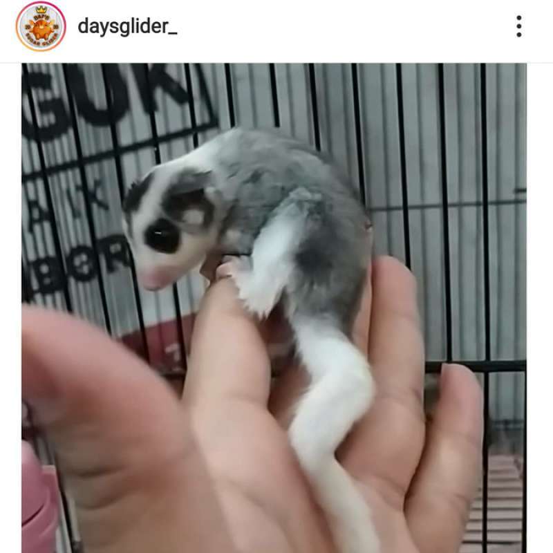 Promo SUGAR GLIDER / SG / MOZAIC JOY JANTAN / BETINA Diskon 23 di Seller Indah Tegal