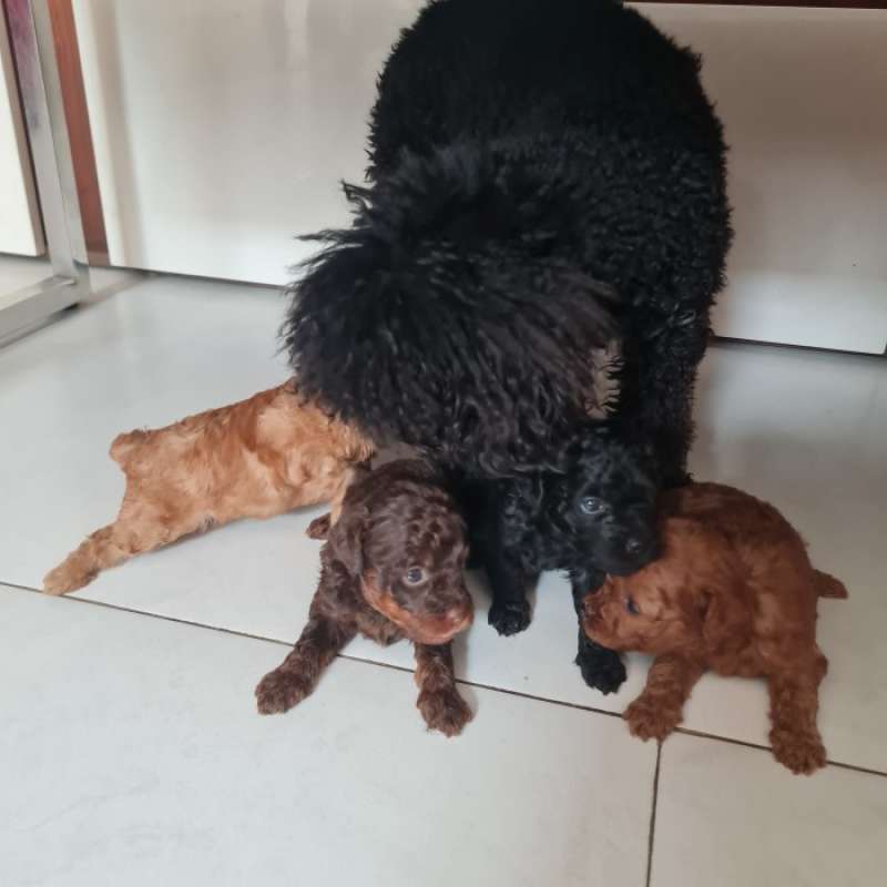 Anjing sale mini poodle
