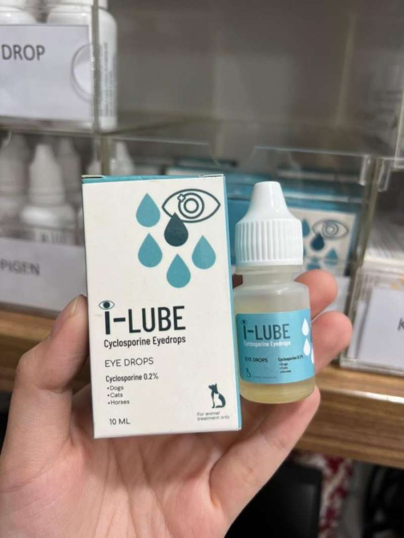 Cyclosporine eye drops for cats clearance