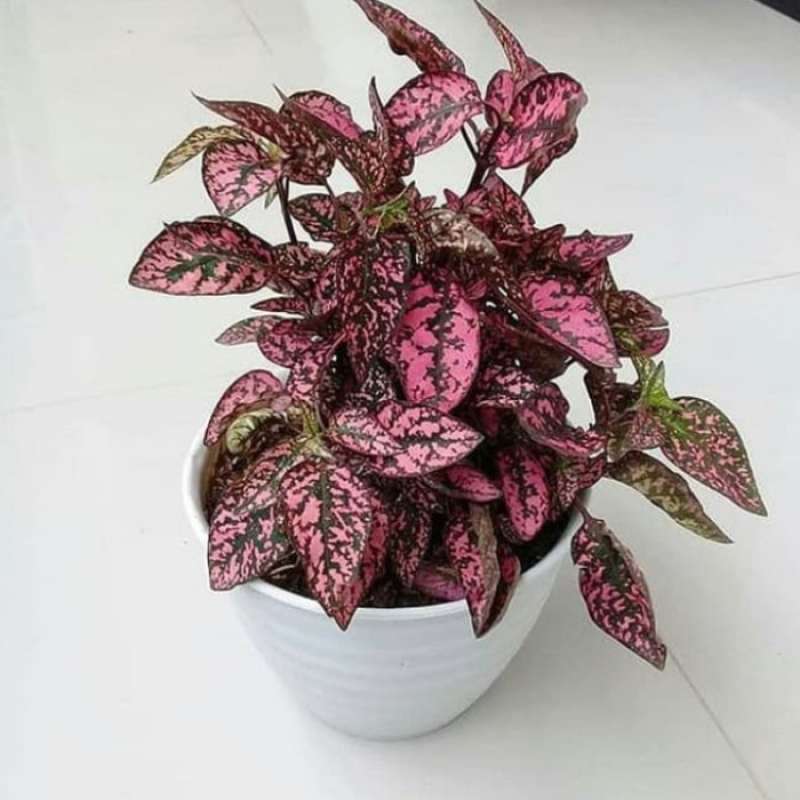 Promo Paket 3 Tanaman Pohon Hipotes Merah - Hypotes Putih - Hipotes ...