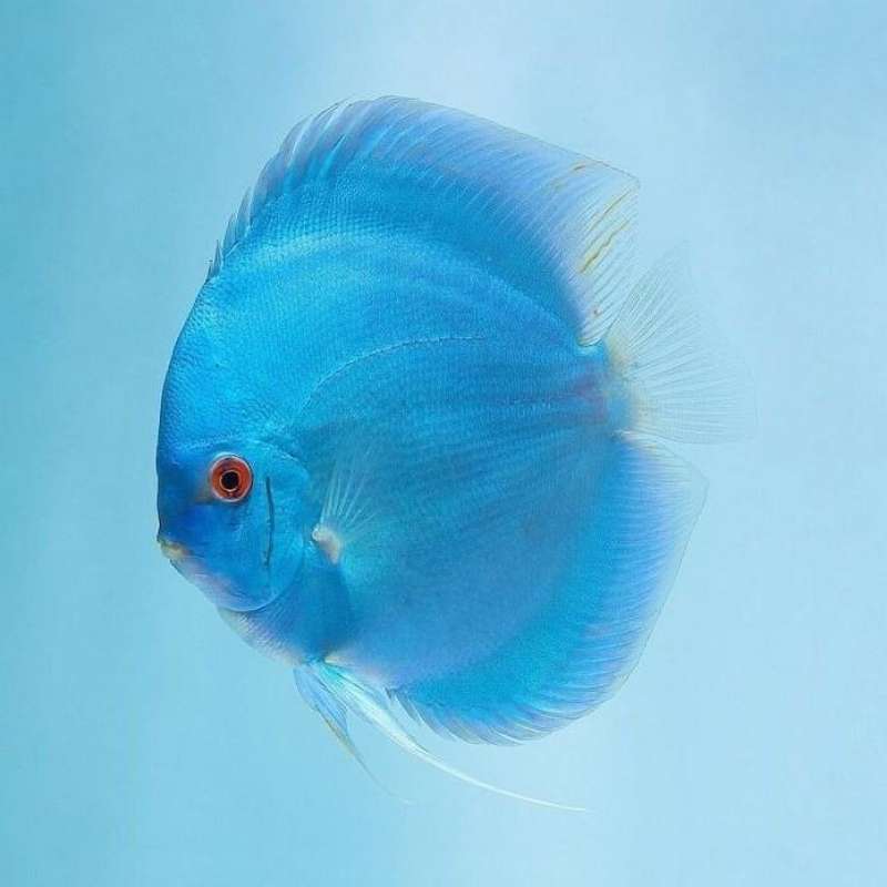 Jual Discus Blue Diamond Ikan Discus Biru Di Seller Cupang Guppy