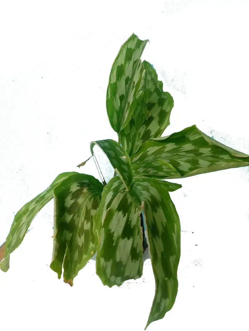 Jual Tanaman Hias Calathea Bulu Merak / Ekor Ayam Cantik Di Seller Cek Klik  - Gebang, Kab. Jember | Blibli