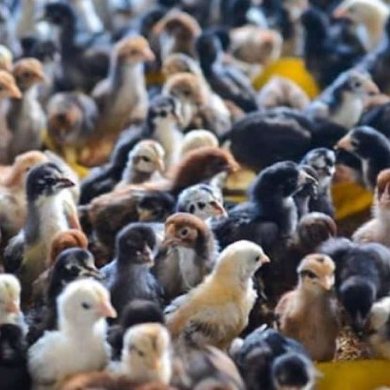 Jual Bibit Ayam Doc Japfa Terbaik Januari 2025 - Harga Murah & Gratis ...
