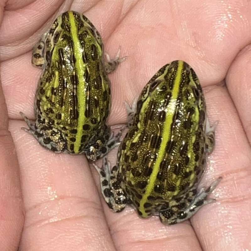 Promo Baby Pixie Frog African Bullfrogs Kodok Pixiegaransi Bukan Pacman