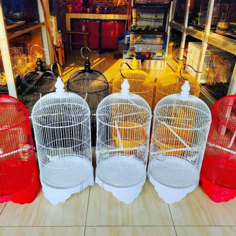 Promo Sangkar Kapsul Love Bird Boom Warna Limited Edision Diskon 23 Di