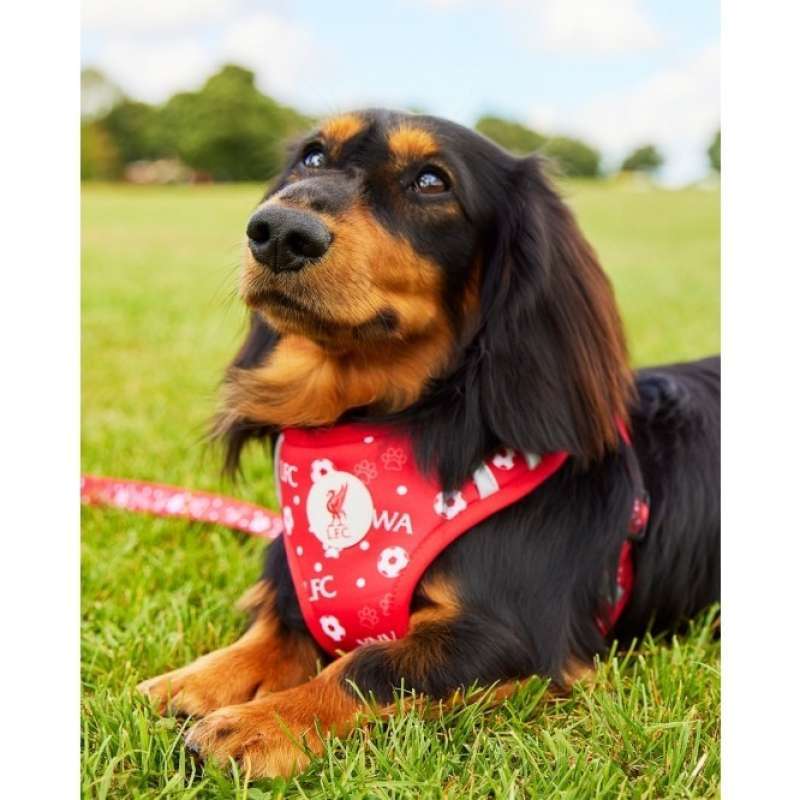 Liverpool fc dog collar medium top