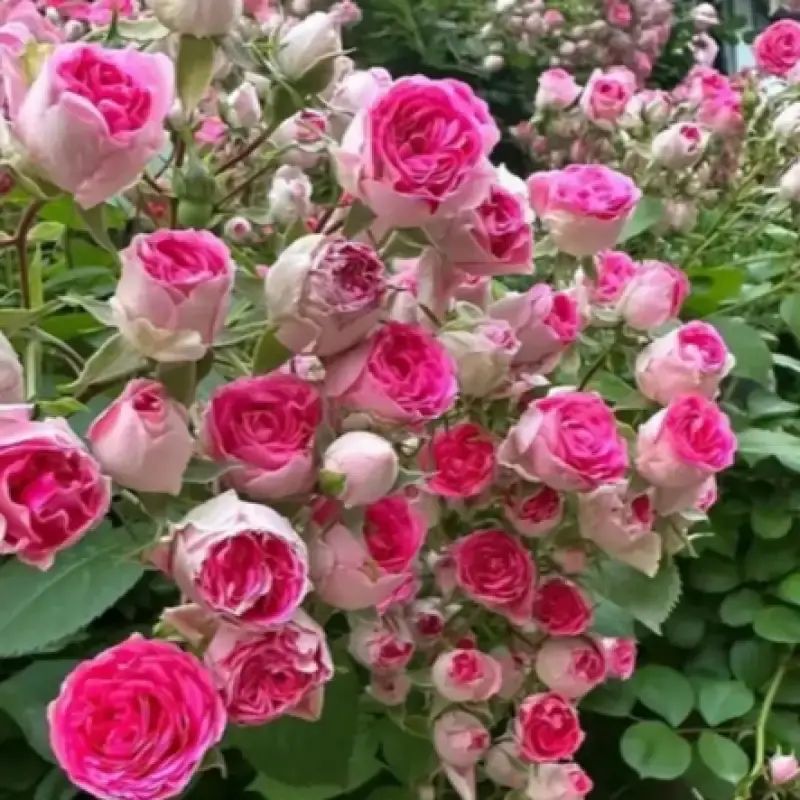 Promo Bibit Premium Bunga Mawar Rambat Pink Lady|biji Benih Mawar ...