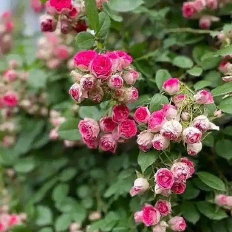Promo Bibit Premium Bunga Mawar Rambat Pink Lady|biji Benih Mawar ...