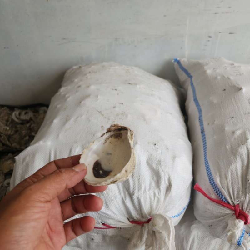 Promo Oyster Shell Kulit Kerang Media Filter Kimiawi 25 Kg Diskon 33