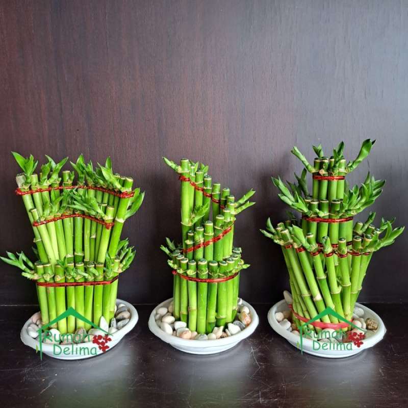 Jual Bambu hoki spiral /lucky bamboo susun spiral di Seller Retail Indo