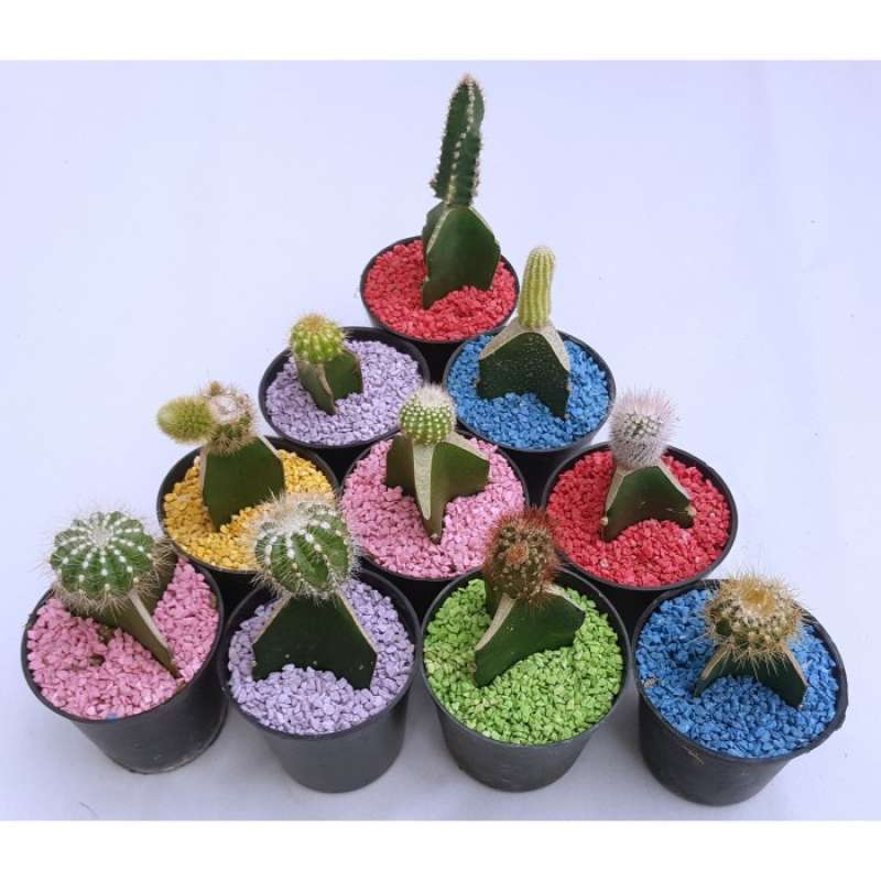 Jual Pot Rokok Termurah - Harga Grosir Terupdate Hari Ini | Blibli