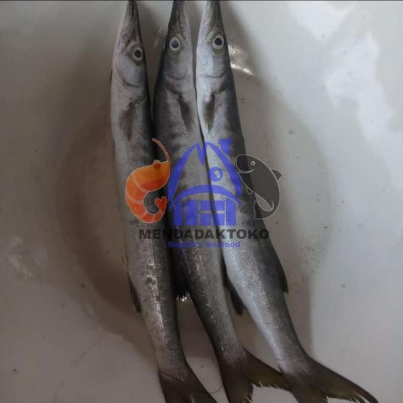 Ikan Alualu Gratis Ongkir 🏷️ Harga Murah April 2026