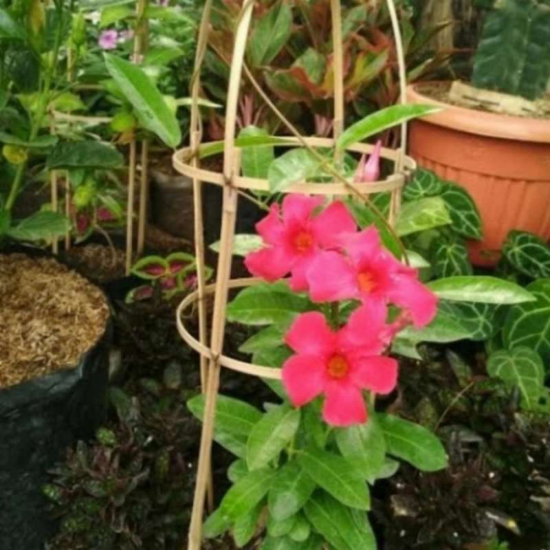 Jala Rambat Jual Pohon Rambat Bunga Original Murah - Harga Diskon Juni 2024 ...