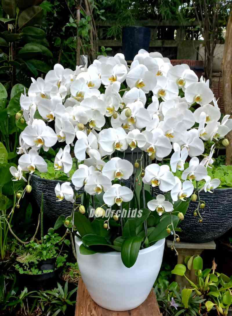 Promo Anggrek Bulan Rangkaian 12 Pohon Termasuk Pot Warna Putih Diskon ...