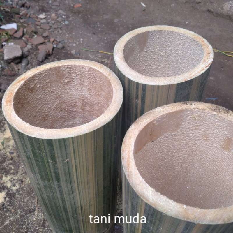Jual Bambu Surat/bambu Langka Besar Diameter 14-17 Cm Panjang 50 Cm Di ...