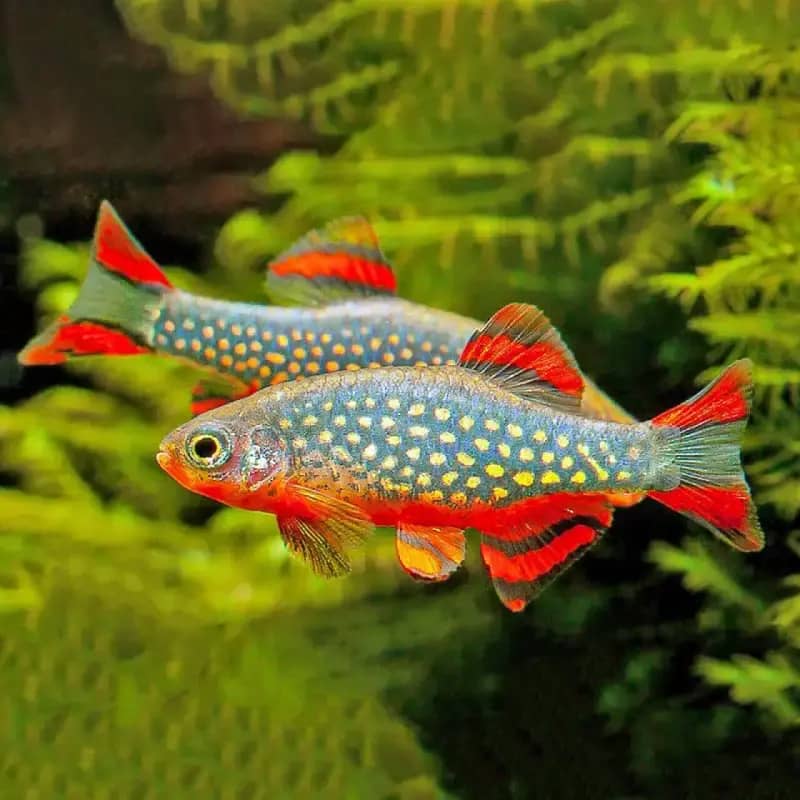 Jual Ikan Hias Rasbora Terdekat 🏷️ Harga Grosir Murah Terupdate Hari ...