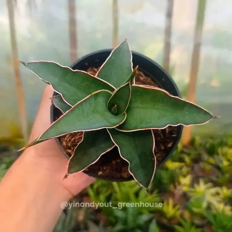 Jual Walking Sansevieria  Sansevieria Pinguicula | Kaktus Sukulen Tanaman  Hias Unik  Koleksi Sansevieria Di Seller Yinandyout Greenhouse -  Pagerwangi, Kab. Bandung Barat | Blibli