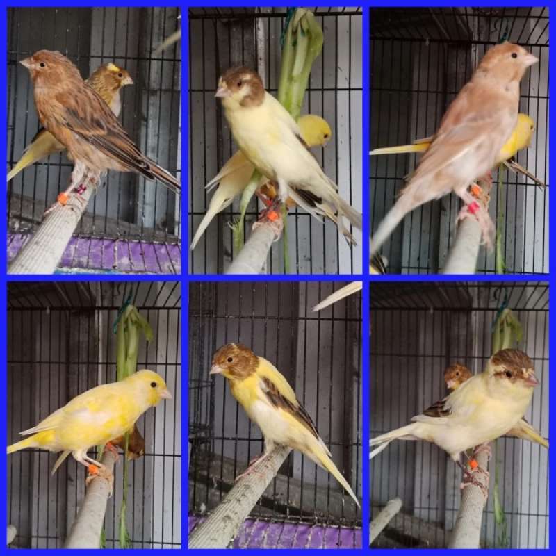 Promo Burung kenari bahan af banyak pilihan Diskon 33% di Seller DENTA