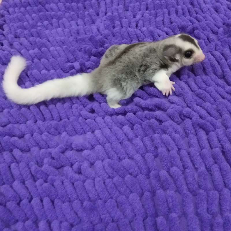 Promo SUGAR GLIDER MOZAIC BETINA JOY Diskon 33 di Seller DENTA TOYS