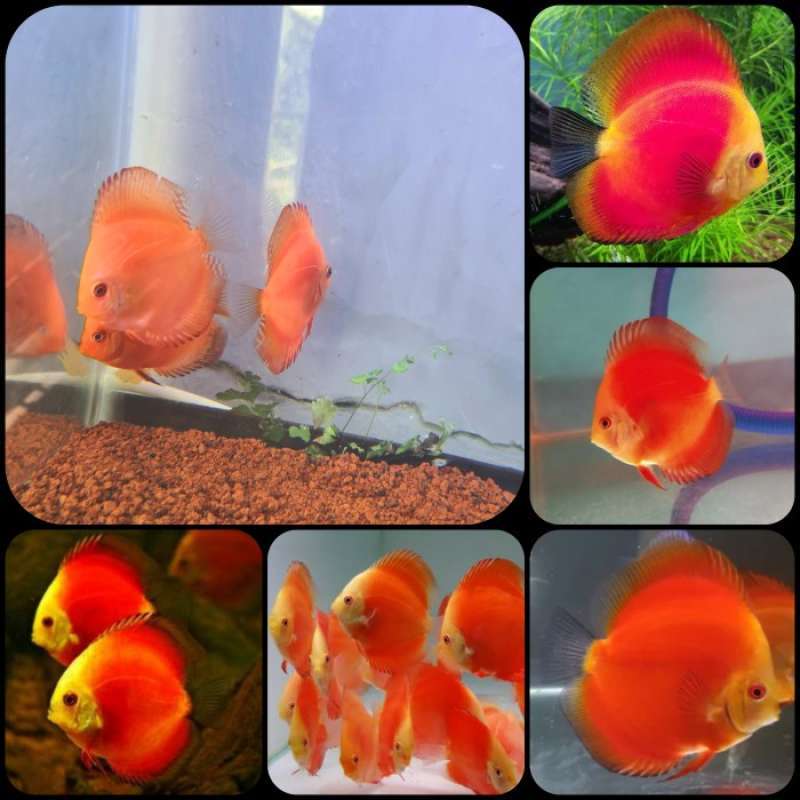 Promo ikan hias discus red melon untuk aquarium dan aquascape Diskon 23