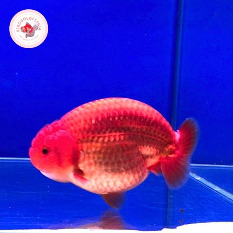 Jual Ikan mas koki goldfish Ranchu red tiny tail di Seller Indah ...