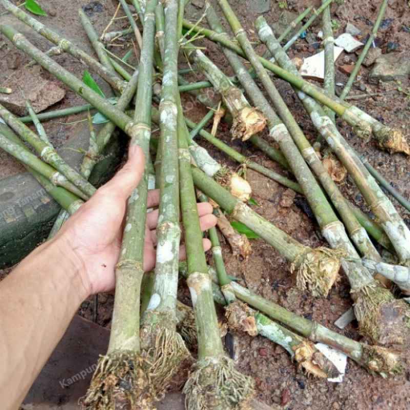 Promo Bibit Bambu Petung Besar/ Bambu Rebung Diskon 5% Di Seller
