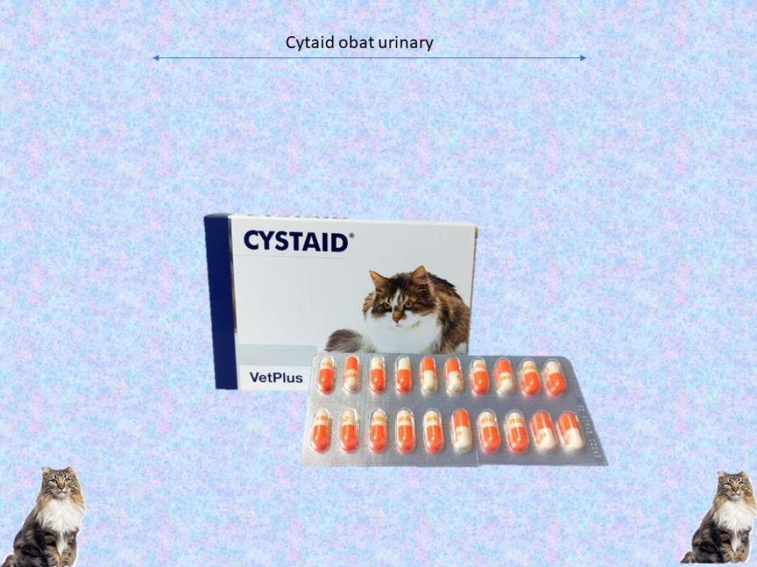 Cystaid plus capsules for cats outlet