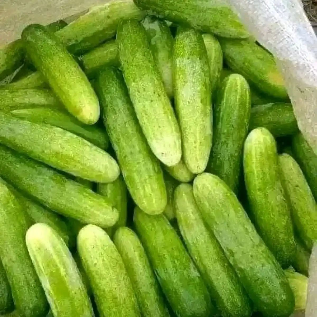 Promo [fresh] Timun Segar Lokal / Cucumber Premium 1 Kg Diskon 25% Di ...