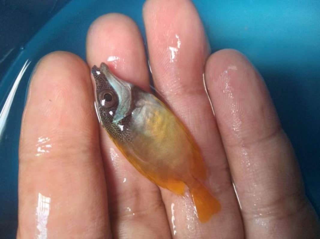 Jual Cicit Kuning Size Tiny - Ikan Hias Air Laut Di Seller Vijay ...