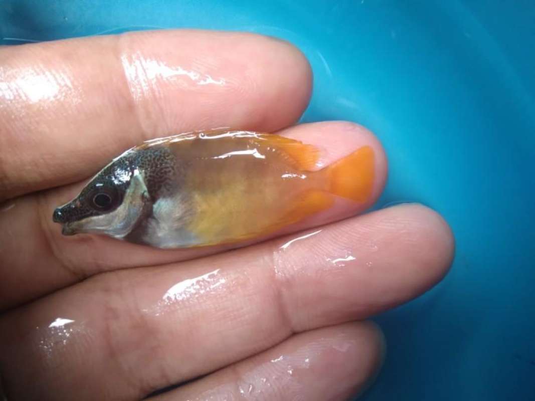 Jual Cicit Kuning Size Tiny - Ikan Hias Air Laut Di Seller Vijay ...