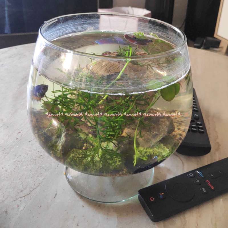 Jual Boyu Glass Bowl Aquarium Gelas 17cm Akuarium Meja Mini Mug Model