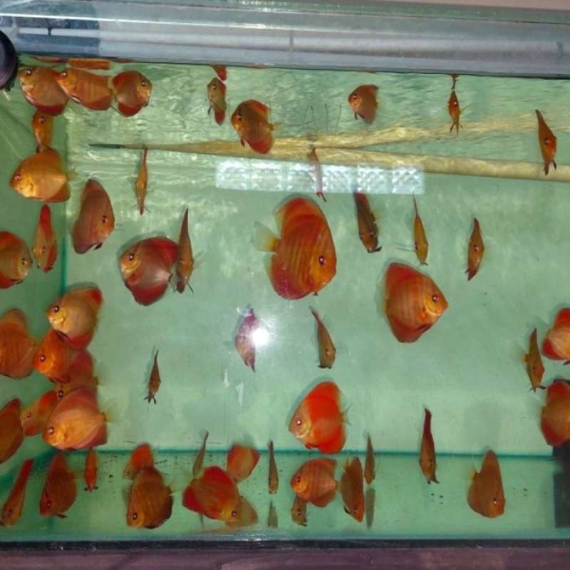 Jual Ikan Discus San Merah / Sun Merah / Blue Rim / Import / F1 ...