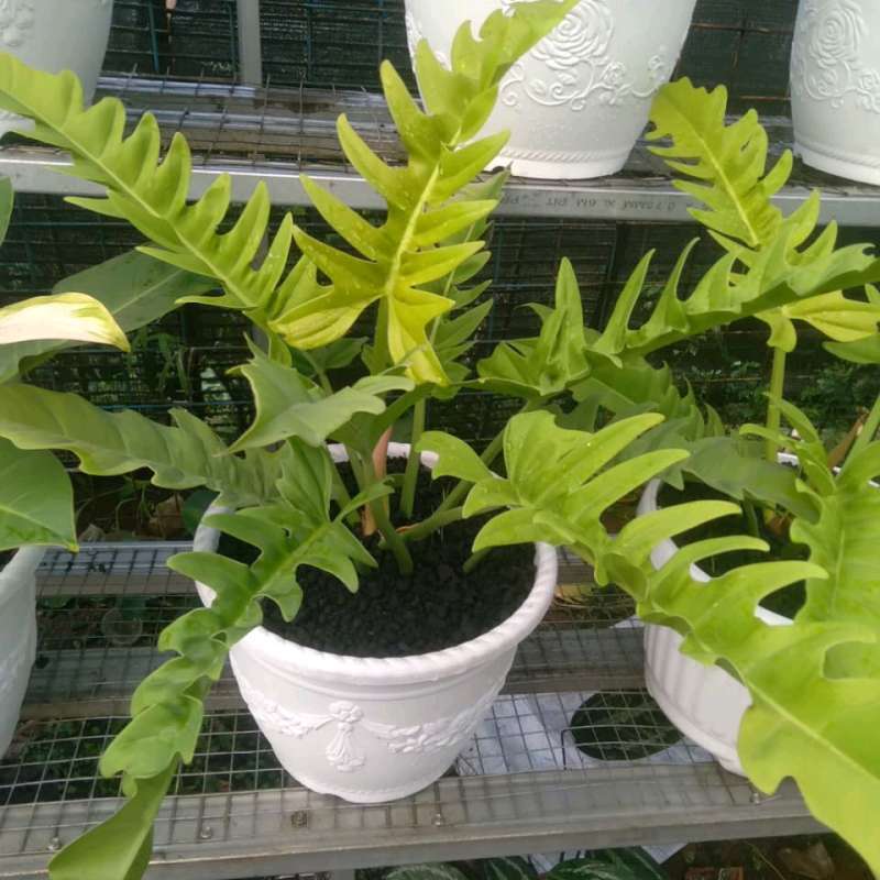 Jual Philodendron Golden Saw Large Di Seller Toko Hobipedia - Jurang Mangu  Barat, Kota Tangerang Selatan | Blibli
