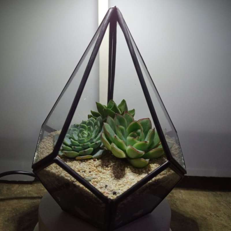 Jual Piramidies Terrarium Kaktus Terarium (Diy) Kit Terrarium di