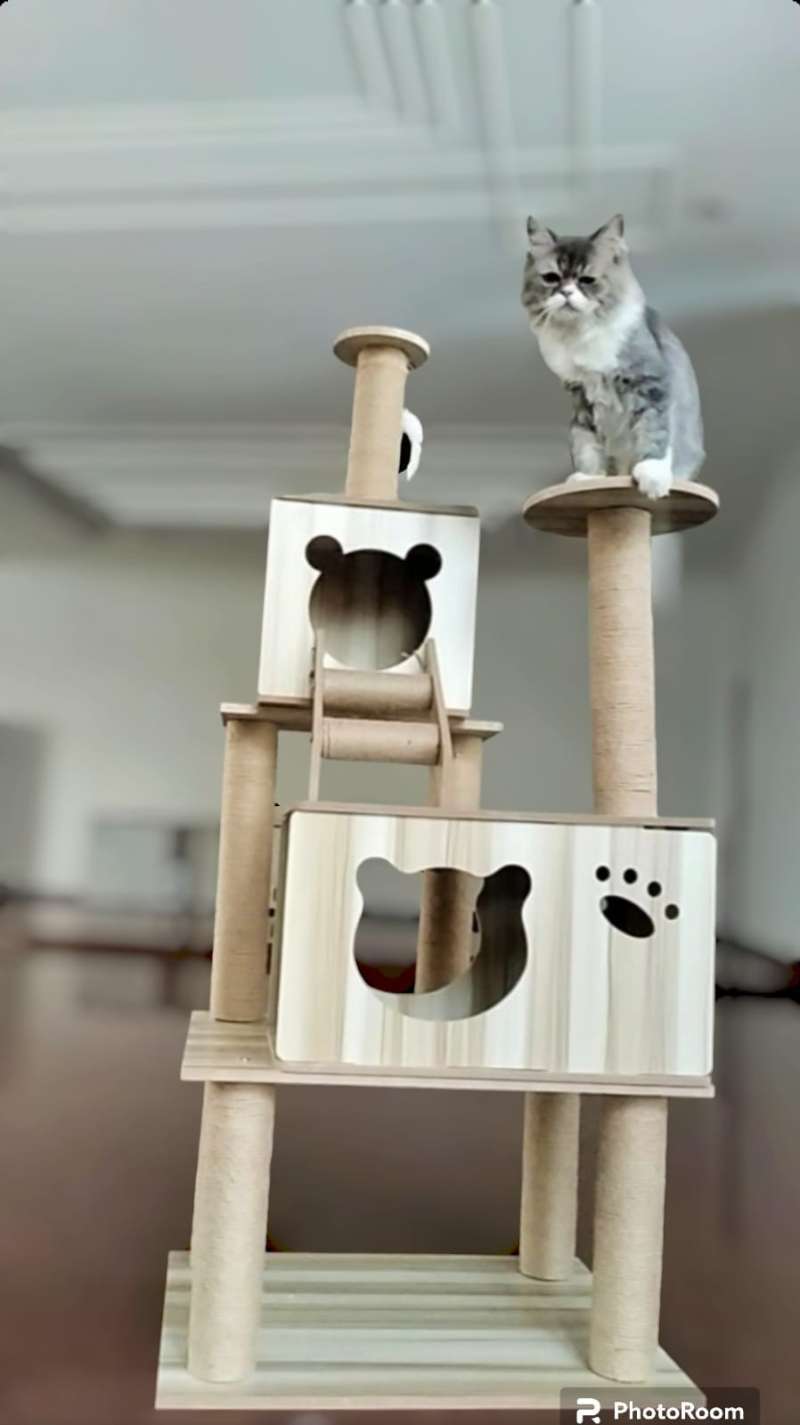 Condo kucing new arrivals