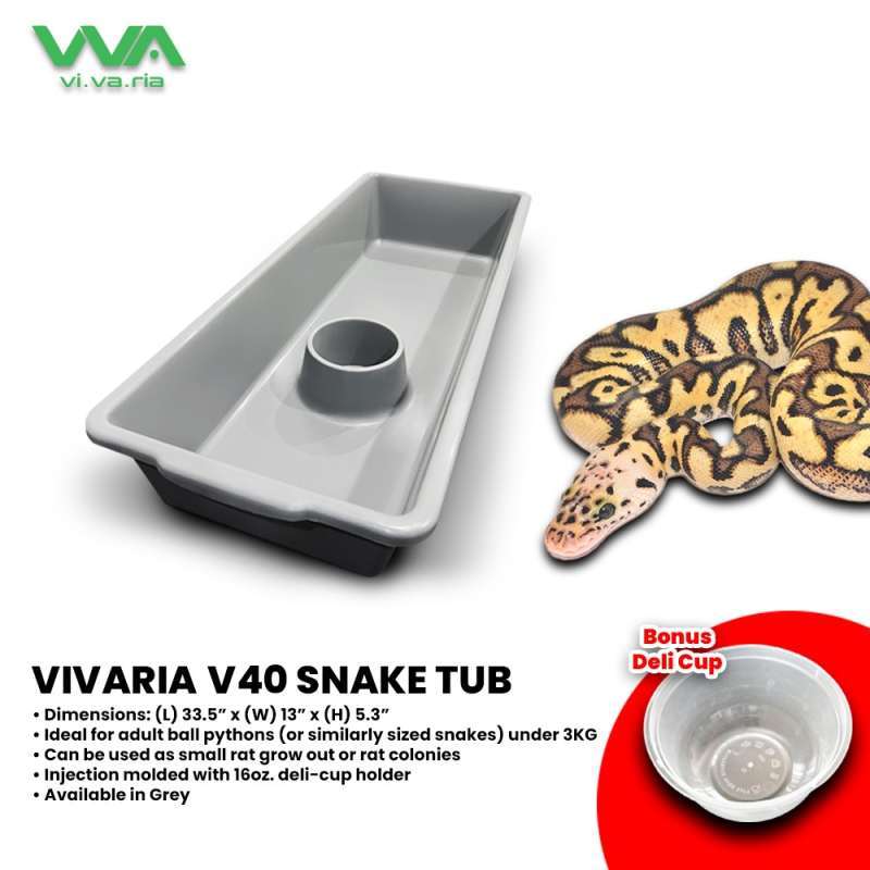 Harga Ball Python Jual Ball Python Adult Termurah - Harga Grosir Terupdate Hari Ini | Blibli