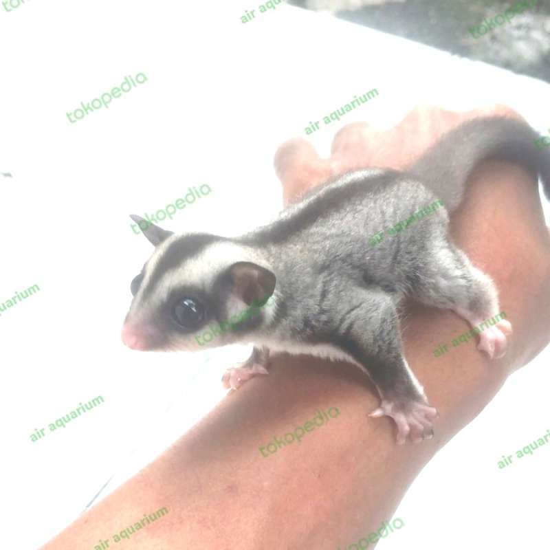 Promo Sugar glider baby joey grey Diskon 23 di Seller Haura Cilandak