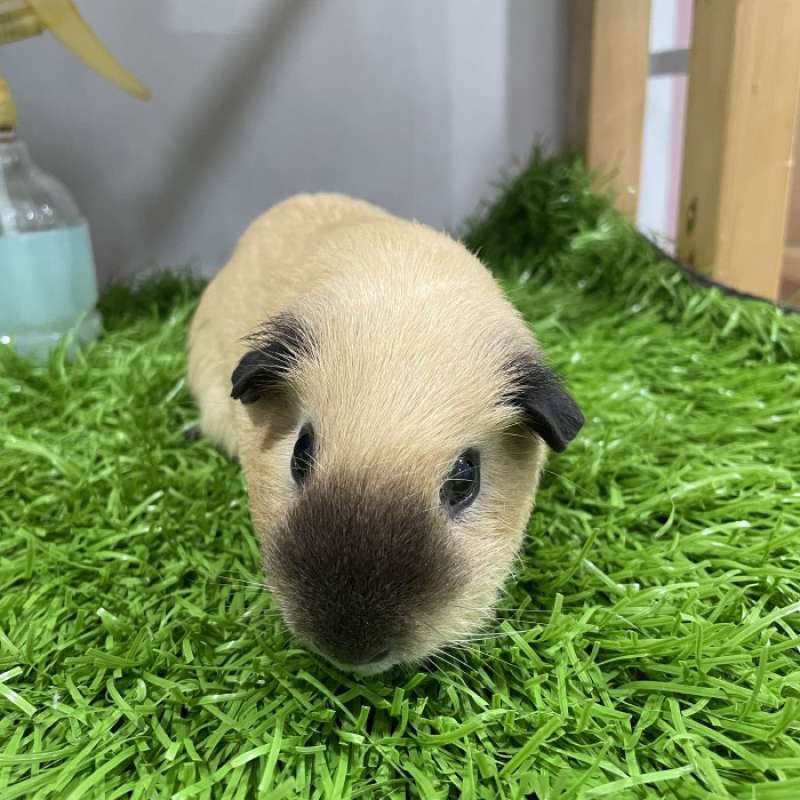 Harga guinea pig top