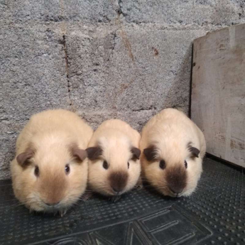 Promo Guinea Pig American California Marmut Hias California Diskon