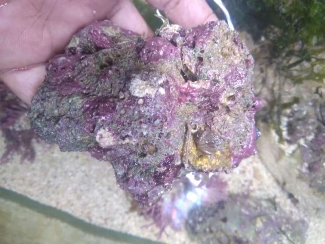 Memilih Batu Karang Hidup (Live Rock) Untuk Ekosistem Laut