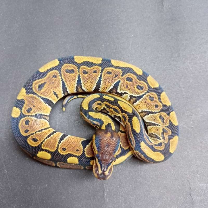 Baby Normal Ball Python , Ball Python Care Sheet – CFNOFU