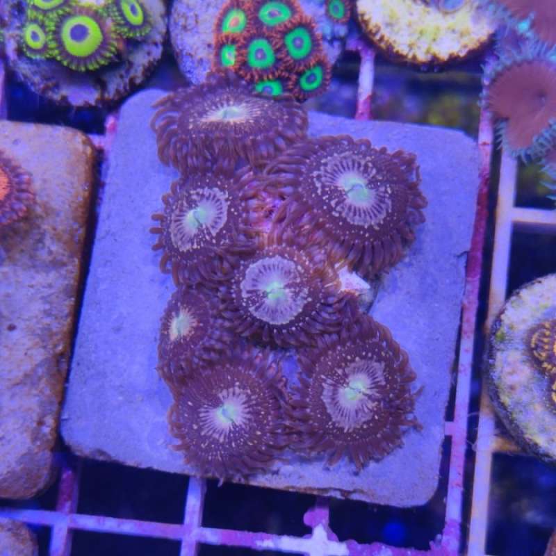 Promo Premium Zoanthid Zoa Sakura Sunrise WYSIWYG Diskon 23 di Seller