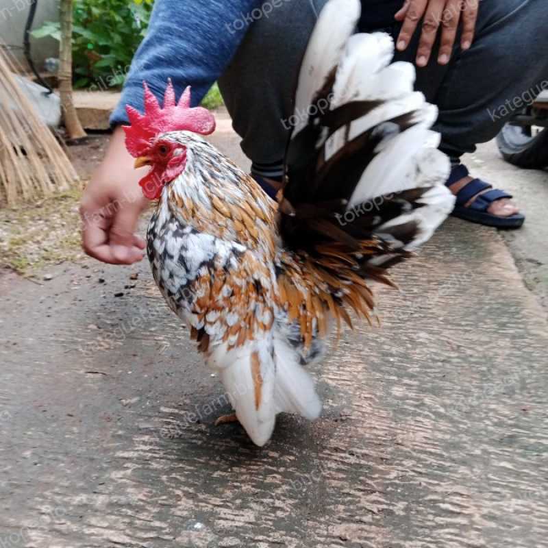 Promo ayam serama jantan blorok madu Diskon 23% di Seller Haura