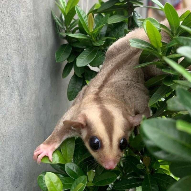 Caramel sugar gliders 2025