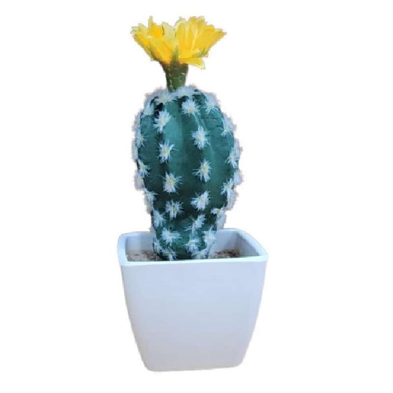Jual Sukulen Kaktus Plastik Artificial Cactus Tanaman Pohon Kaktus Dekorasi  Di Seller Go Green Shop Jkt - Roa Malaka, Kota Jakarta Barat | Blibli