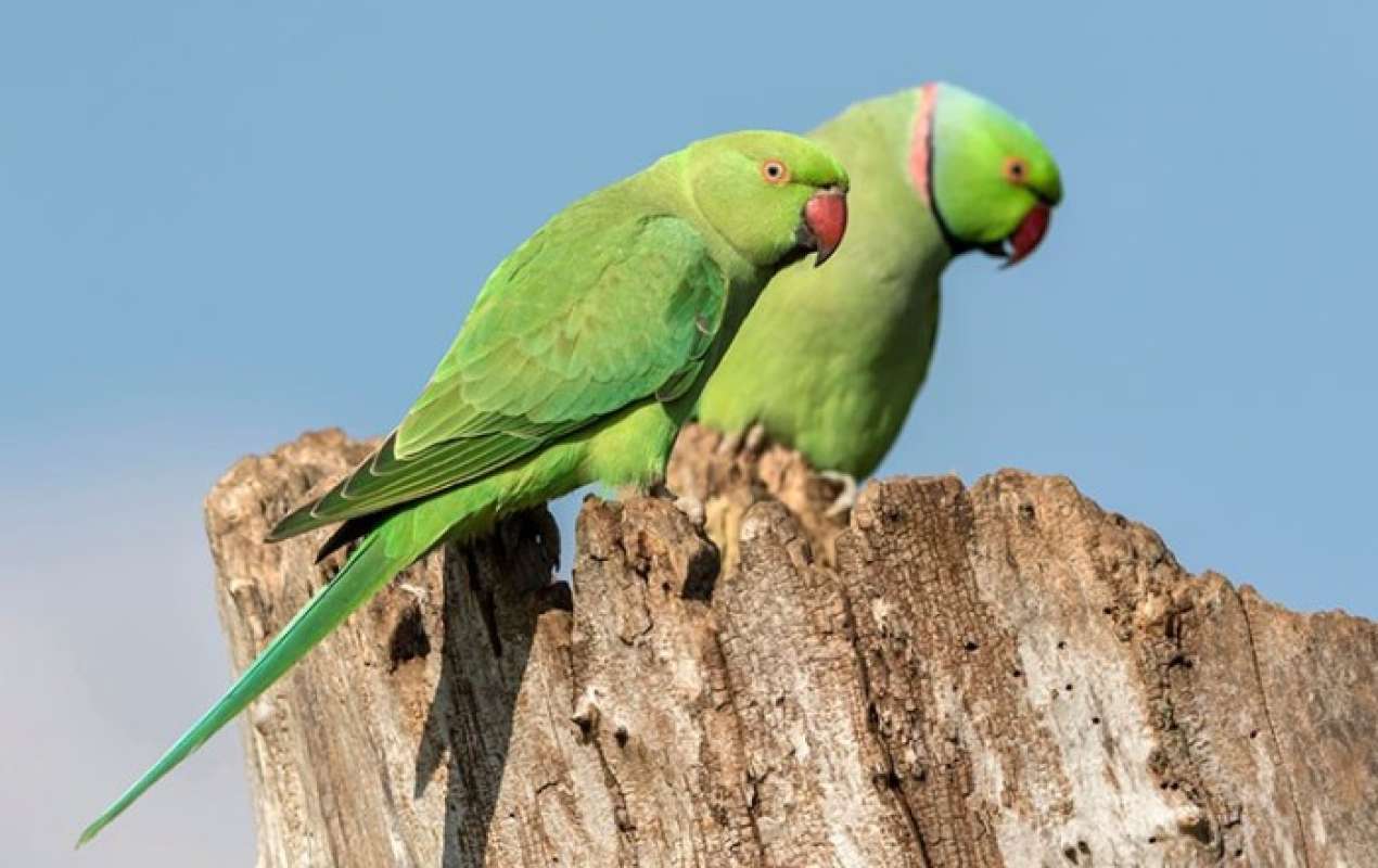 Promo Burung Paruh Bengkok : Jenis Indian Ring Neck Sepasang Diskon 23% ...