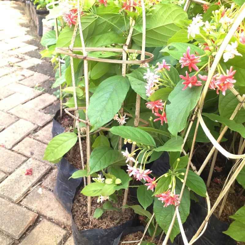 Jala Rambat Jual Pohon Rambat Bunga Original Murah - Harga Diskon Juni 2024 ...